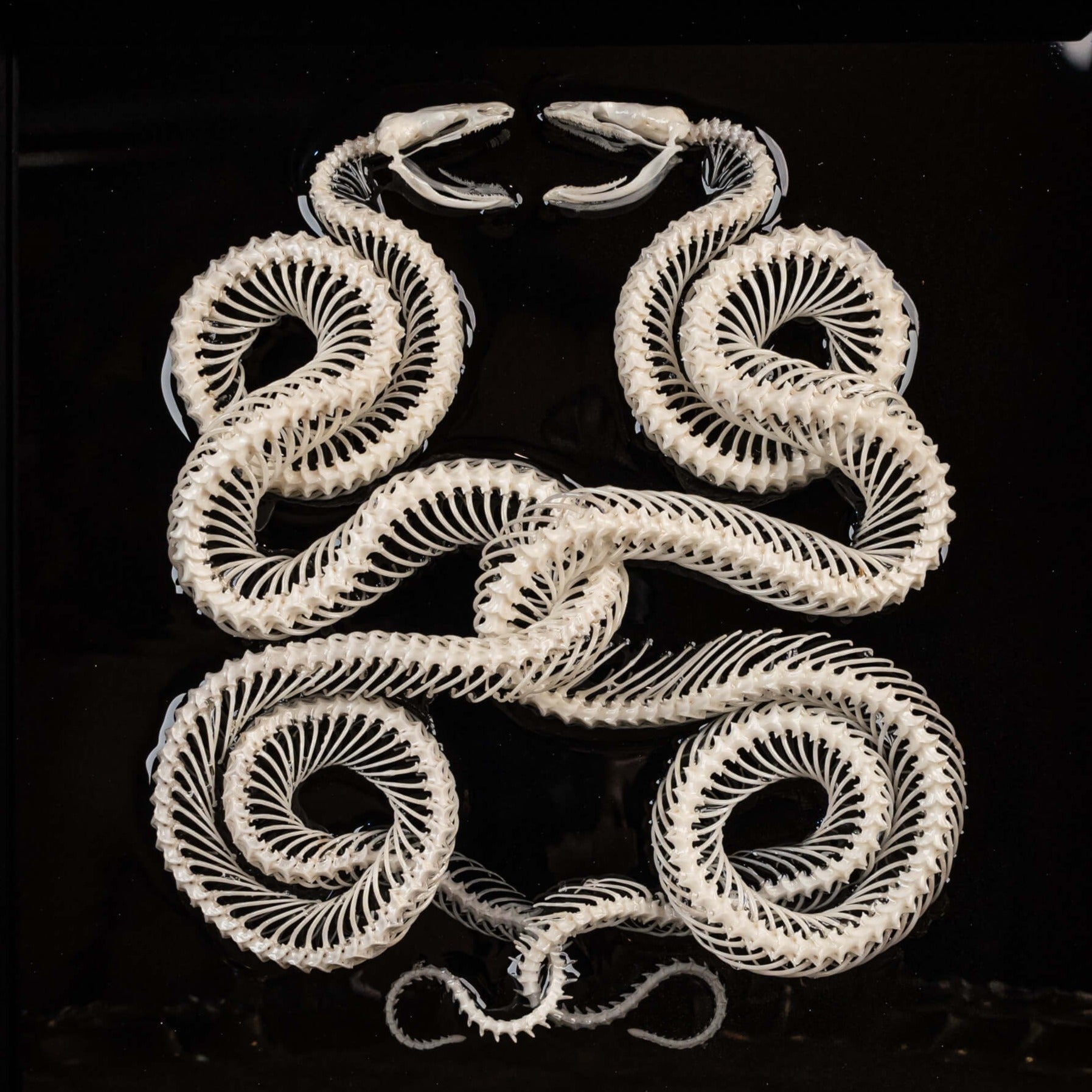 Soneke Ouroboros Snake Skeleton Realism