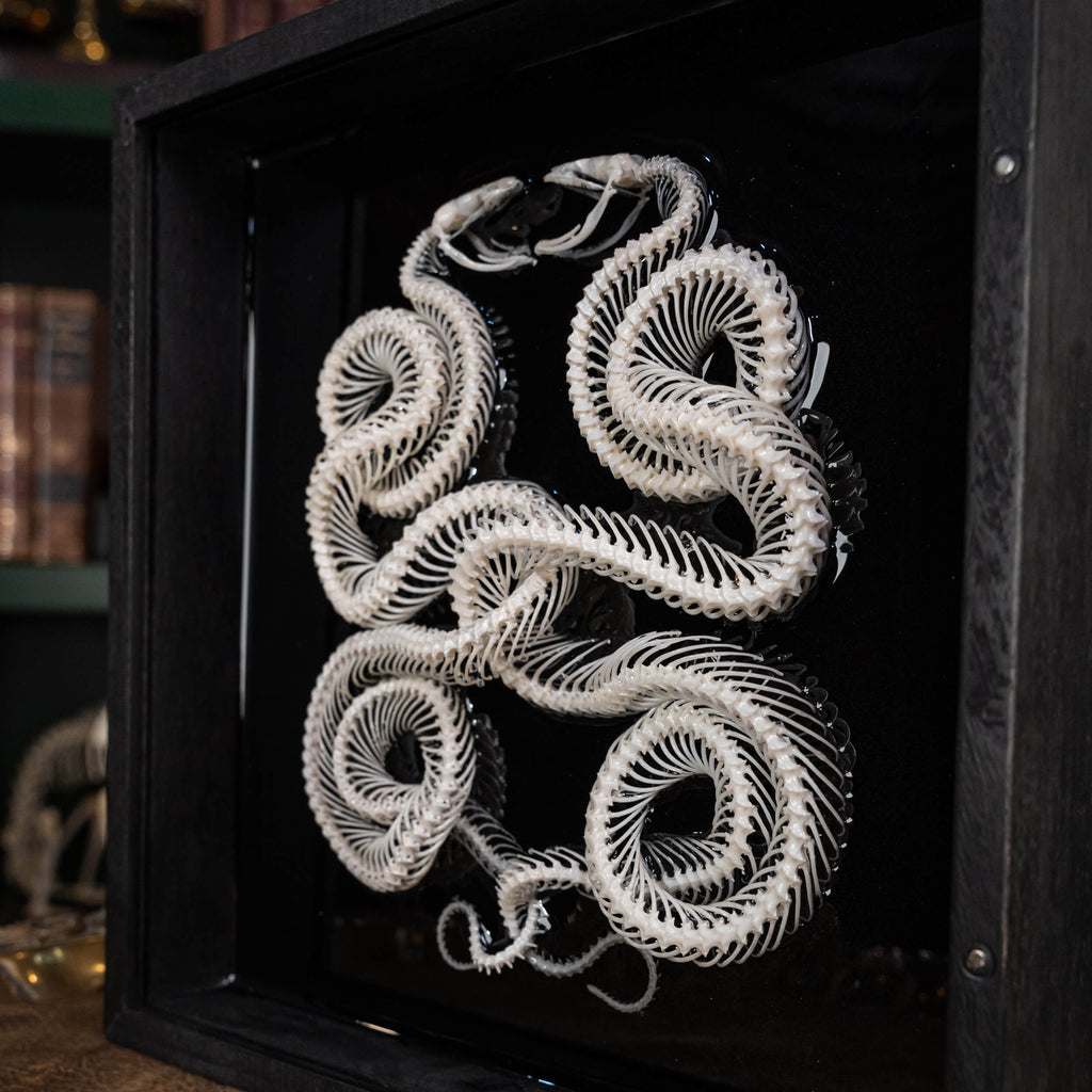 museum specimen, bone collection, skeleton collection,  oddities and curiosities, gothic wall decoration, Real viper skeleton on Victorian Vintage Picture frame,  Venomous snake fangs, snake skeleton, snake anatomy, real snake skull, Caduceus Snake skeleton