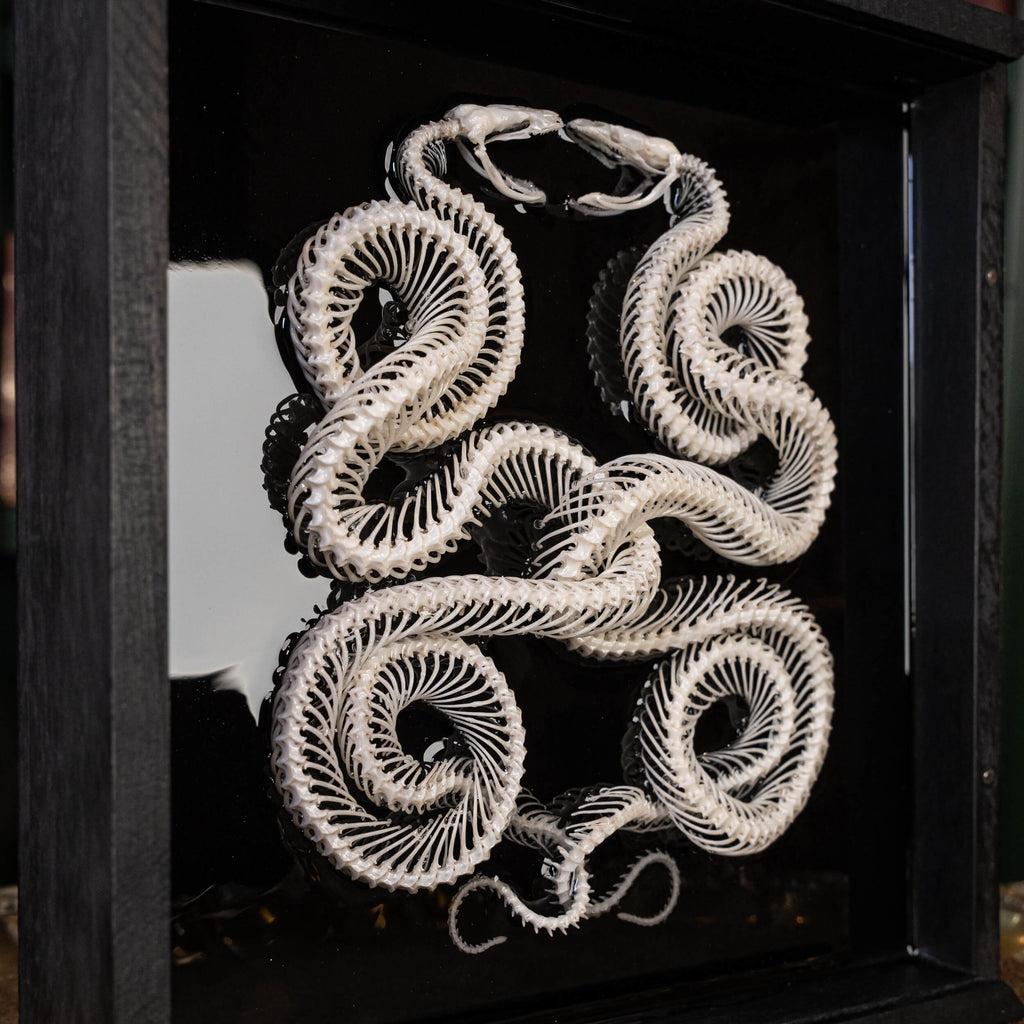 museum specimen, bone collection, skeleton collection,  oddities and curiosities, gothic wall decoration, Real viper skeleton on Victorian Vintage Picture frame,  Venomous snake fangs, snake skeleton, snake anatomy, real snake skull, Caduceus Snake skeleton