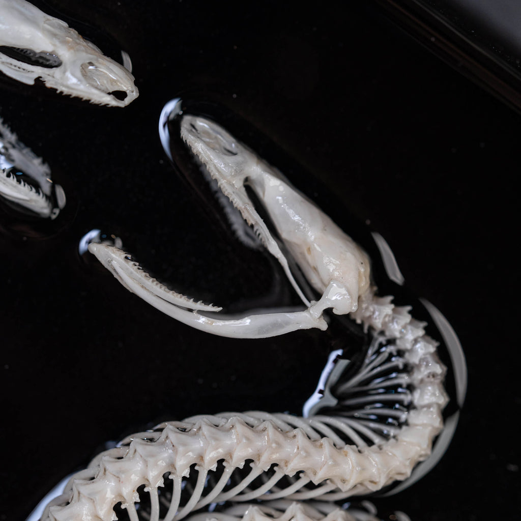 museum specimen, bone collection, skeleton collection,  oddities and curiosities, gothic wall decoration, Real viper skeleton on Victorian Vintage Picture frame,  Venomous snake fangs, snake skeleton, snake anatomy, real snake skull, Caduceus Snake skeleton