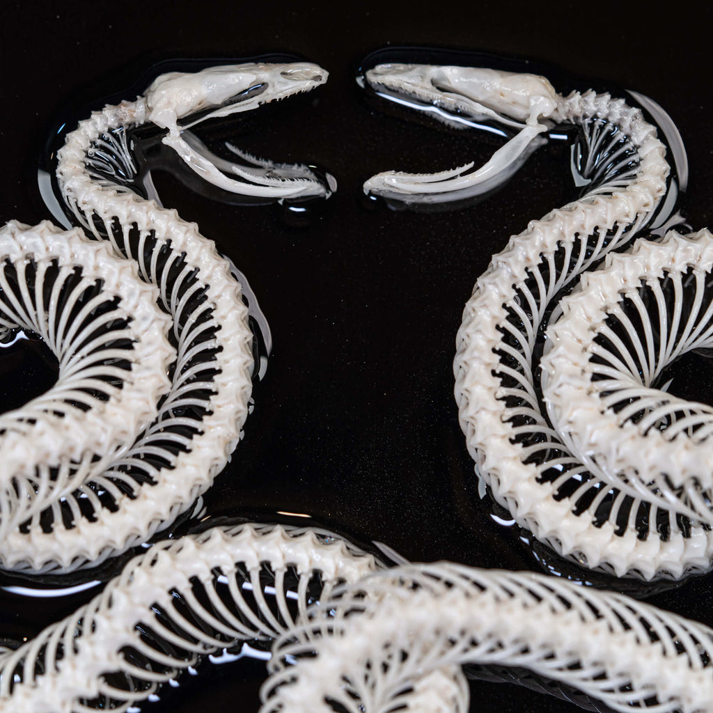 museum specimen, bone collection, skeleton collection,  oddities and curiosities, gothic wall decoration, Real viper skeleton on Victorian Vintage Picture frame,  Venomous snake fangs, snake skeleton, snake anatomy, real snake skull, Caduceus Snake skeleton