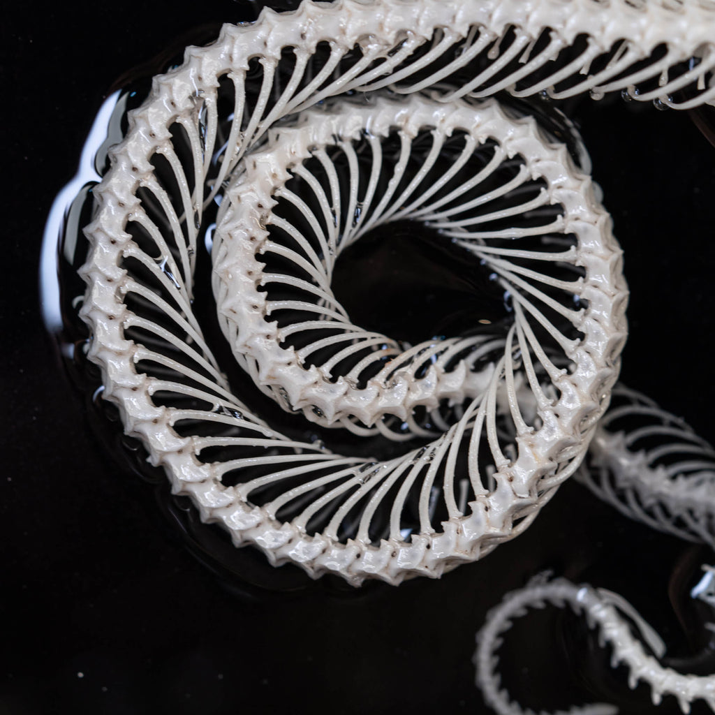 museum specimen, bone collection, skeleton collection,  oddities and curiosities, gothic wall decoration, Real viper skeleton on Victorian Vintage Picture frame,  Venomous snake fangs, snake skeleton, snake anatomy, real snake skull, Caduceus Snake skeleton