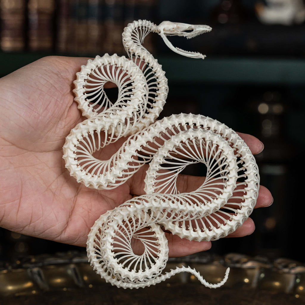 museum specimen collection bone collection, skeleton collection  oddities and curiosities  gothic wall decoration Real viper skeleton on Victorian Vintage Picture frame  Venomous snake fangs, snake skeleton  snake anatomy  real snake skull