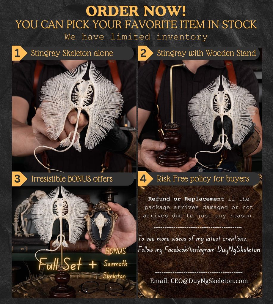 museum specimen collection,
bone collection, skeleton collection, 
oddities and curiosities, 
real stingray skeleton, cartilage fish, skeleton like ray and sharks, 
Stingray barb, 
real fish skeleton, 
real fish bone,
gothic wall decoration,