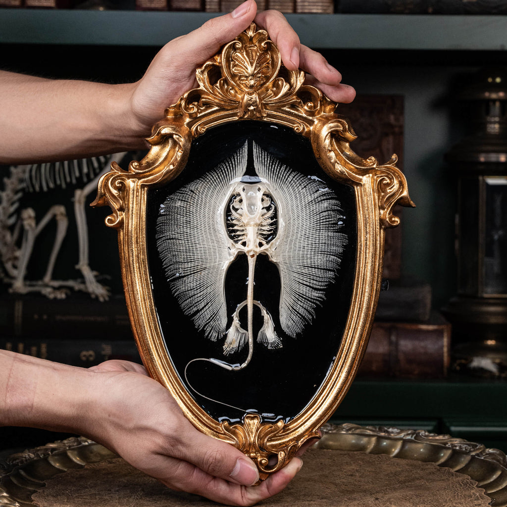Real stingray skeleton taxidermy mounted on vintage gothic frame, showing full cartilage wings and barbs. Unique fish skeleton wall art for oddities collectors, gothic home decor, witchcraft altar, and museum-style displays. Perfect for marine biology enthusiasts, scientific classrooms, or curiosity cabinet collections. A striking combination of natural history and dark academia aesthetic, ideal as symbolic storytelling art for Halloween or Victorian-inspired interiors.