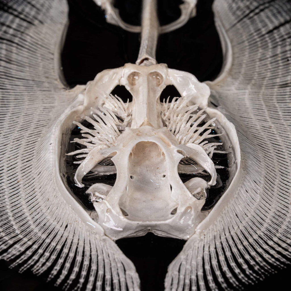 Real stingray skeleton taxidermy mounted on vintage gothic frame, showing full cartilage wings and barbs. Unique fish skeleton wall art for oddities collectors, gothic home decor, witchcraft altar, and museum-style displays. Perfect for marine biology enthusiasts, scientific classrooms, or curiosity cabinet collections. A striking combination of natural history and dark academia aesthetic, ideal as symbolic storytelling art for Halloween or Victorian-inspired interiors.