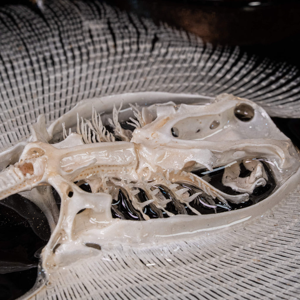 Real stingray skeleton taxidermy mounted on vintage gothic frame, showing full cartilage wings and barbs. Unique fish skeleton wall art for oddities collectors, gothic home decor, witchcraft altar, and museum-style displays. Perfect for marine biology enthusiasts, scientific classrooms, or curiosity cabinet collections. A striking combination of natural history and dark academia aesthetic, ideal as symbolic storytelling art for Halloween or Victorian-inspired interiors.