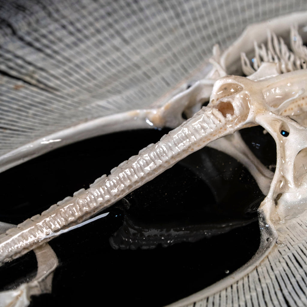 Real stingray skeleton taxidermy mounted on vintage gothic frame, showing full cartilage wings and barbs. Unique fish skeleton wall art for oddities collectors, gothic home decor, witchcraft altar, and museum-style displays. Perfect for marine biology enthusiasts, scientific classrooms, or curiosity cabinet collections. A striking combination of natural history and dark academia aesthetic, ideal as symbolic storytelling art for Halloween or Victorian-inspired interiors.