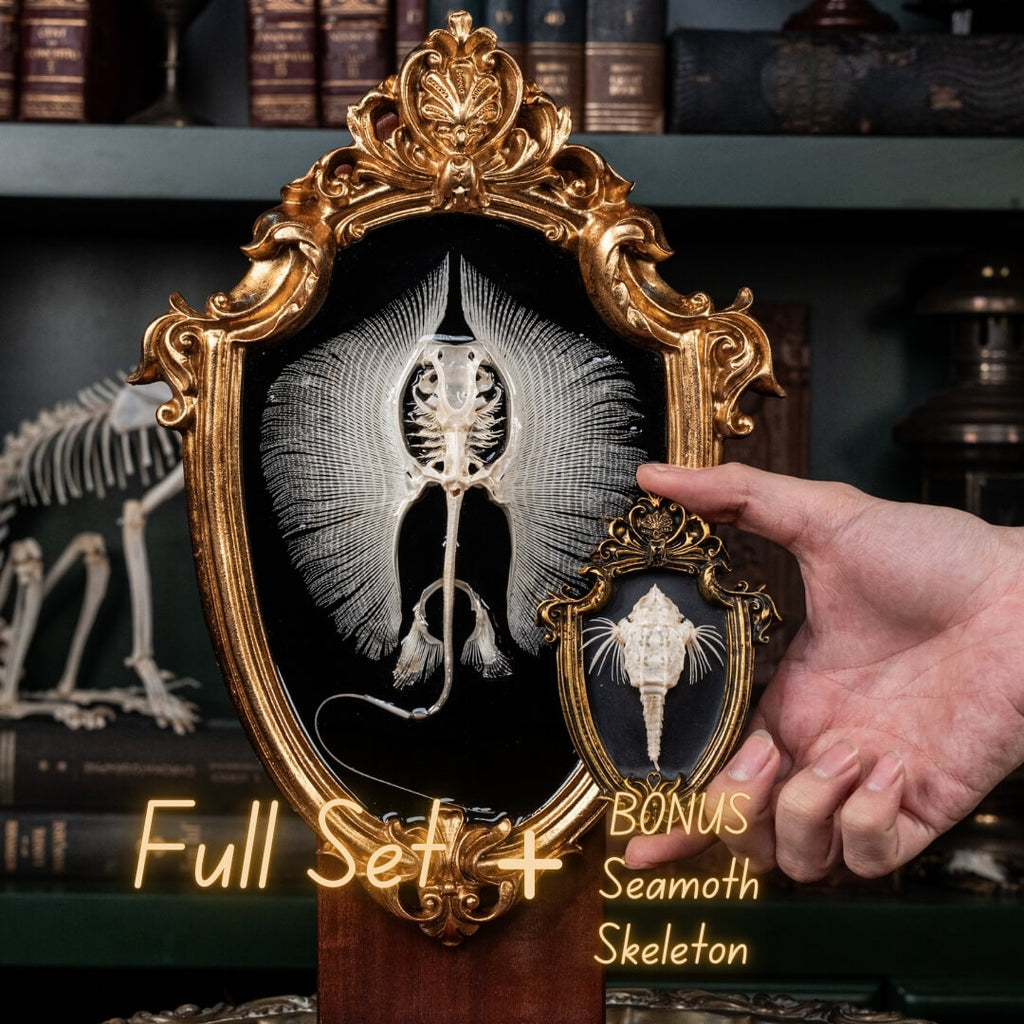 Real stingray skeleton taxidermy mounted on vintage gothic frame, showing full cartilage wings and barbs. Unique fish skeleton wall art for oddities collectors, gothic home decor, witchcraft altar, and museum-style displays. Perfect for marine biology enthusiasts, scientific classrooms, or curiosity cabinet collections. A striking combination of natural history and dark academia aesthetic, ideal as symbolic storytelling art for Halloween or Victorian-inspired interiors.