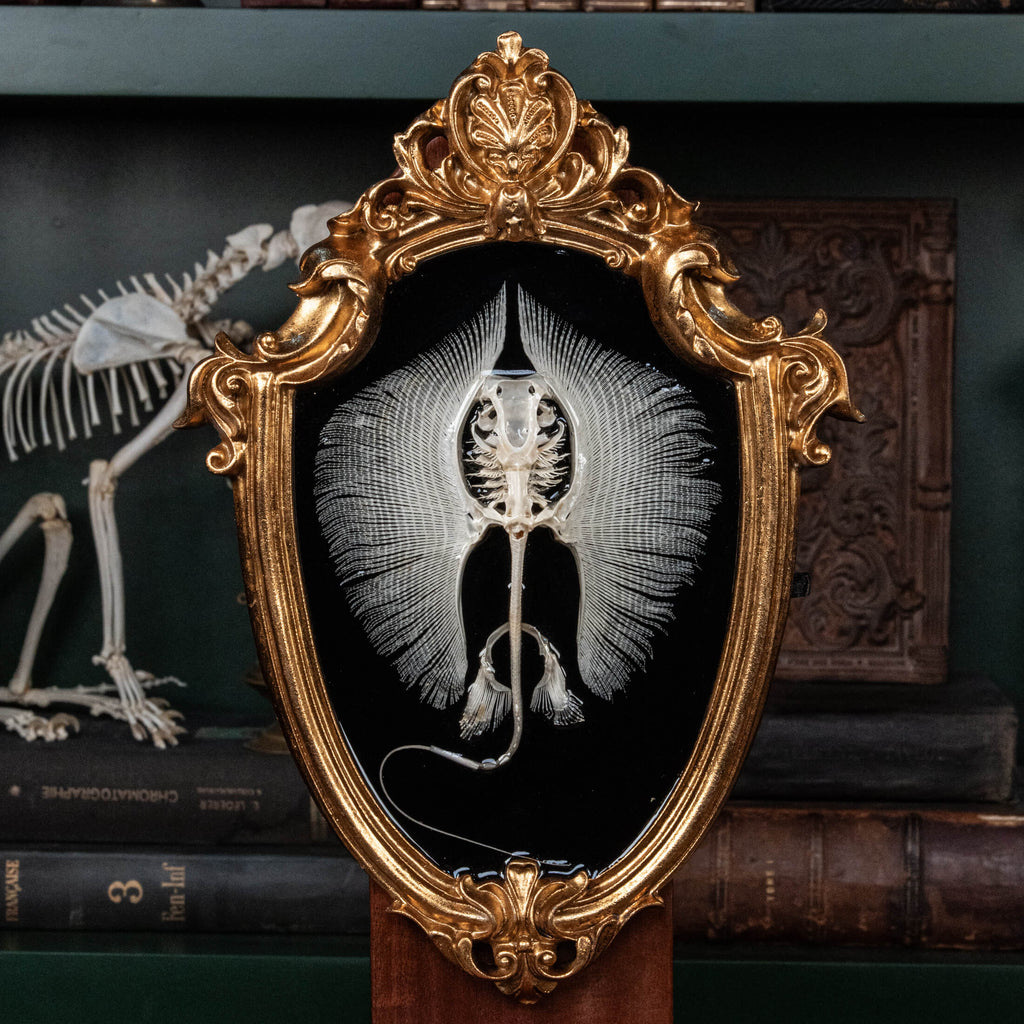 Real stingray skeleton taxidermy mounted on vintage gothic frame, showing full cartilage wings and barbs. Unique fish skeleton wall art for oddities collectors, gothic home decor, witchcraft altar, and museum-style displays. Perfect for marine biology enthusiasts, scientific classrooms, or curiosity cabinet collections. A striking combination of natural history and dark academia aesthetic, ideal as symbolic storytelling art for Halloween or Victorian-inspired interiors.
