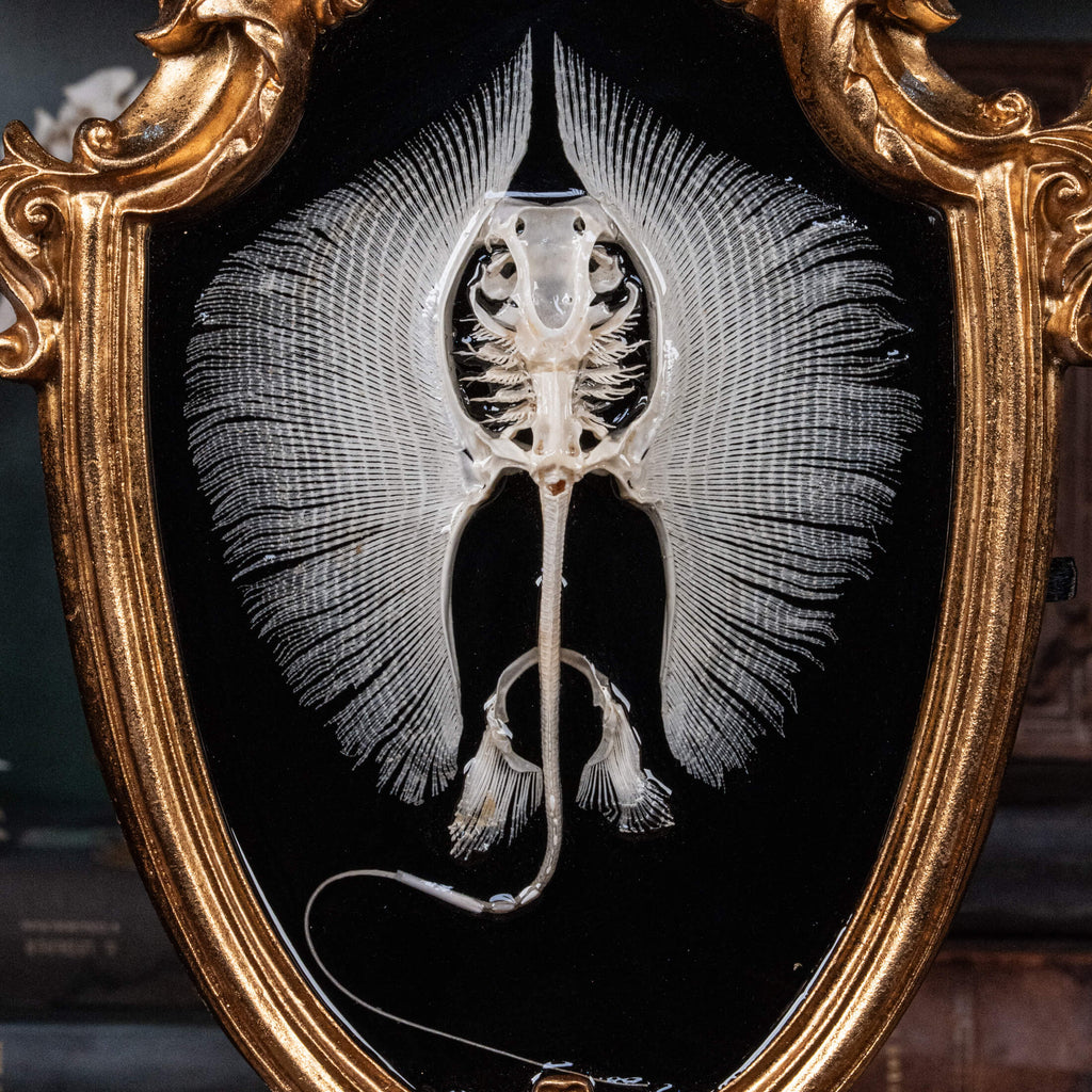 Real stingray skeleton taxidermy mounted on vintage gothic frame, showing full cartilage wings and barbs. Unique fish skeleton wall art for oddities collectors, gothic home decor, witchcraft altar, and museum-style displays. Perfect for marine biology enthusiasts, scientific classrooms, or curiosity cabinet collections. A striking combination of natural history and dark academia aesthetic, ideal as symbolic storytelling art for Halloween or Victorian-inspired interiors.