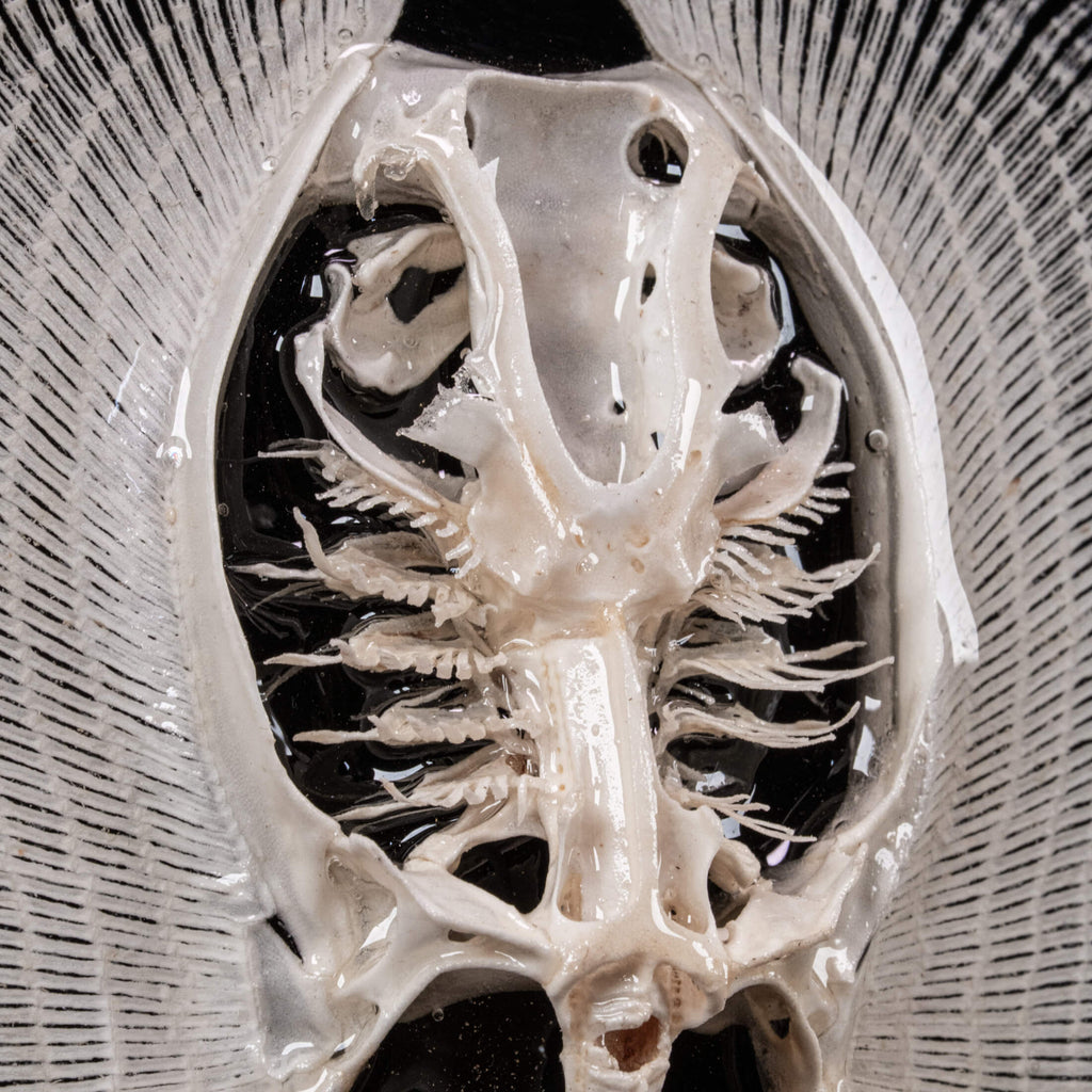 Real stingray skeleton taxidermy mounted on vintage gothic frame, showing full cartilage wings and barbs. Unique fish skeleton wall art for oddities collectors, gothic home decor, witchcraft altar, and museum-style displays. Perfect for marine biology enthusiasts, scientific classrooms, or curiosity cabinet collections. A striking combination of natural history and dark academia aesthetic, ideal as symbolic storytelling art for Halloween or Victorian-inspired interiors.