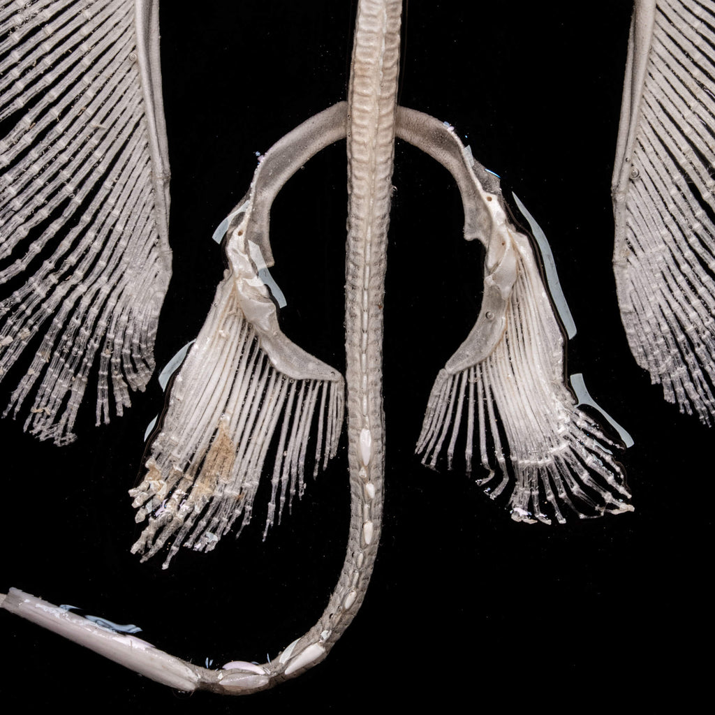 Real stingray skeleton taxidermy mounted on vintage gothic frame, showing full cartilage wings and barbs. Unique fish skeleton wall art for oddities collectors, gothic home decor, witchcraft altar, and museum-style displays. Perfect for marine biology enthusiasts, scientific classrooms, or curiosity cabinet collections. A striking combination of natural history and dark academia aesthetic, ideal as symbolic storytelling art for Halloween or Victorian-inspired interiors.