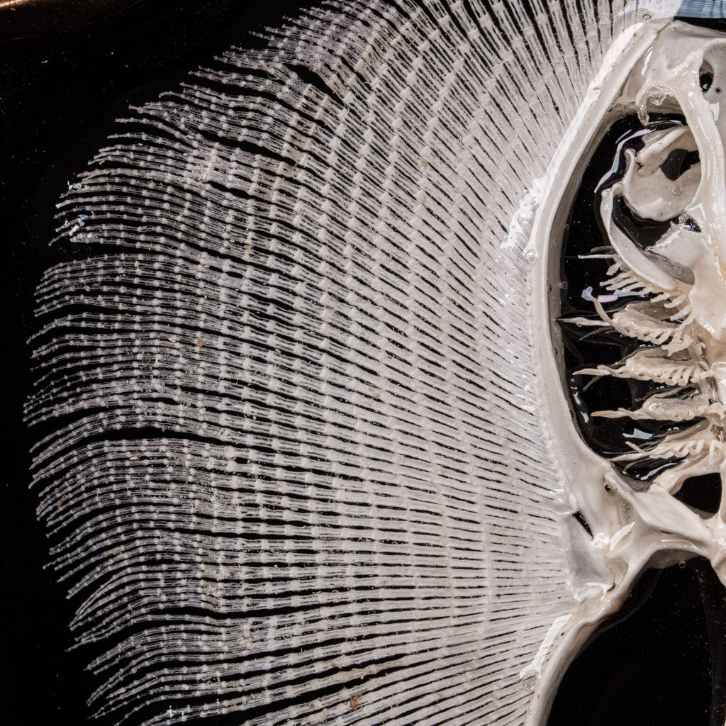 museum specimen collection
bone collection, skeleton collection 
oddities and curiosities 
real stingray skeleton, cartilage fish skeleton like ray and sharks 
Stingray barb 
real fish skeleton 
real fish bone
gothic wall decoration