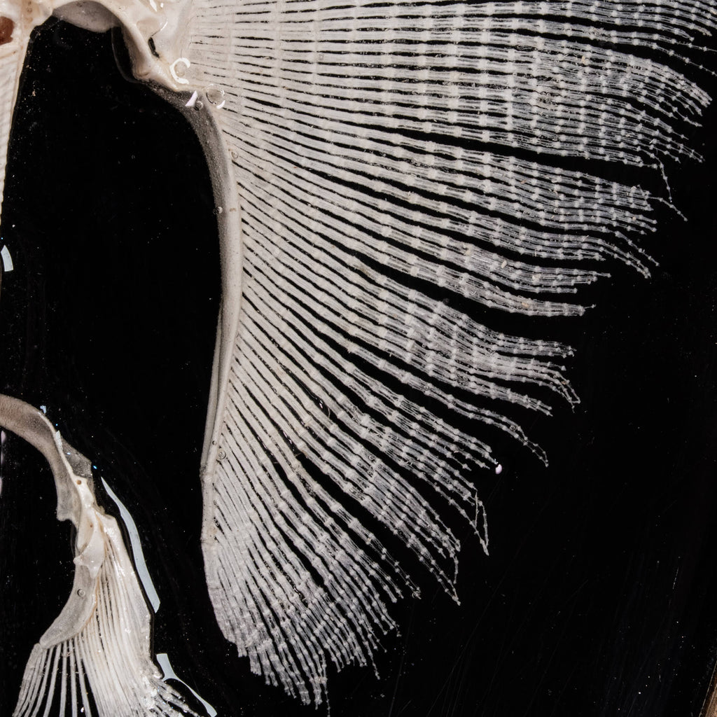 Real stingray skeleton taxidermy mounted on vintage gothic frame, showing full cartilage wings and barbs. Unique fish skeleton wall art for oddities collectors, gothic home decor, witchcraft altar, and museum-style displays. Perfect for marine biology enthusiasts, scientific classrooms, or curiosity cabinet collections. A striking combination of natural history and dark academia aesthetic, ideal as symbolic storytelling art for Halloween or Victorian-inspired interiors.