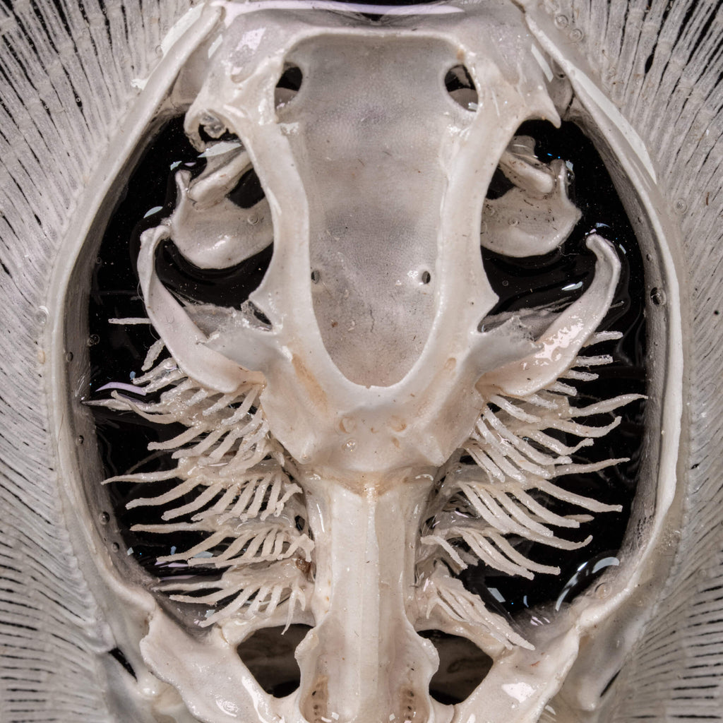 Real stingray skeleton taxidermy mounted on vintage gothic frame, showing full cartilage wings and barbs. Unique fish skeleton wall art for oddities collectors, gothic home decor, witchcraft altar, and museum-style displays. Perfect for marine biology enthusiasts, scientific classrooms, or curiosity cabinet collections. A striking combination of natural history and dark academia aesthetic, ideal as symbolic storytelling art for Halloween or Victorian-inspired interiors.