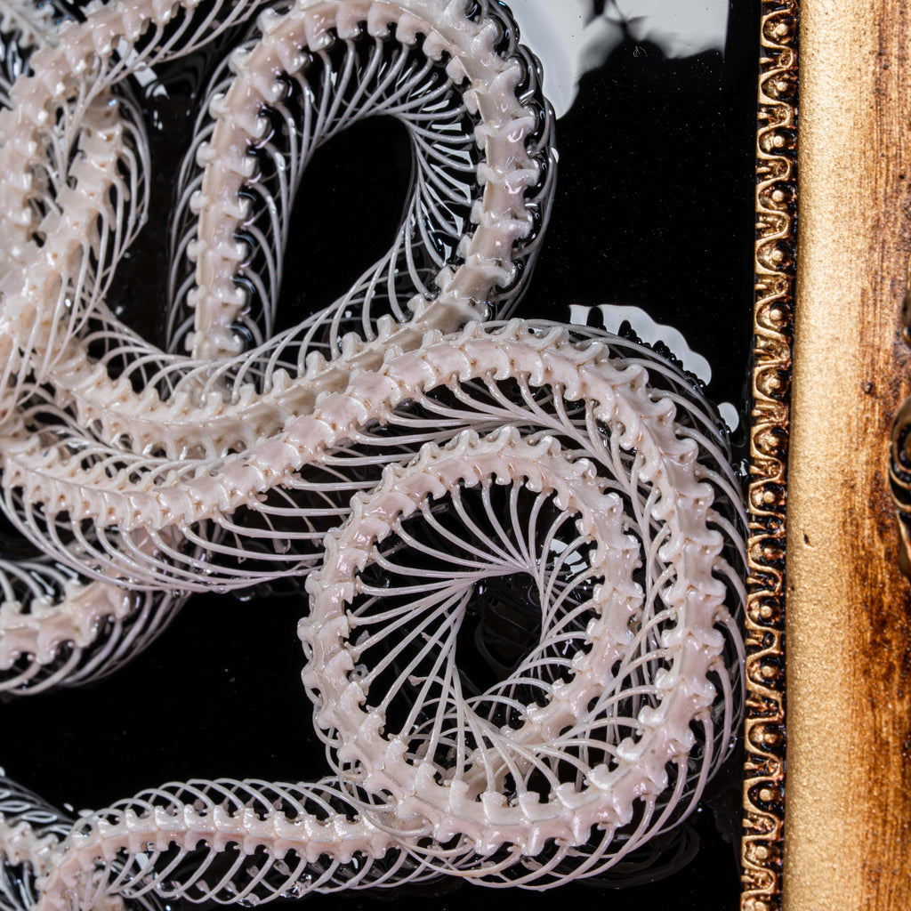 Black gothic frame showcasing Caduceus of real snake bones — handmade piece for collectors of skulls and natural curiosities