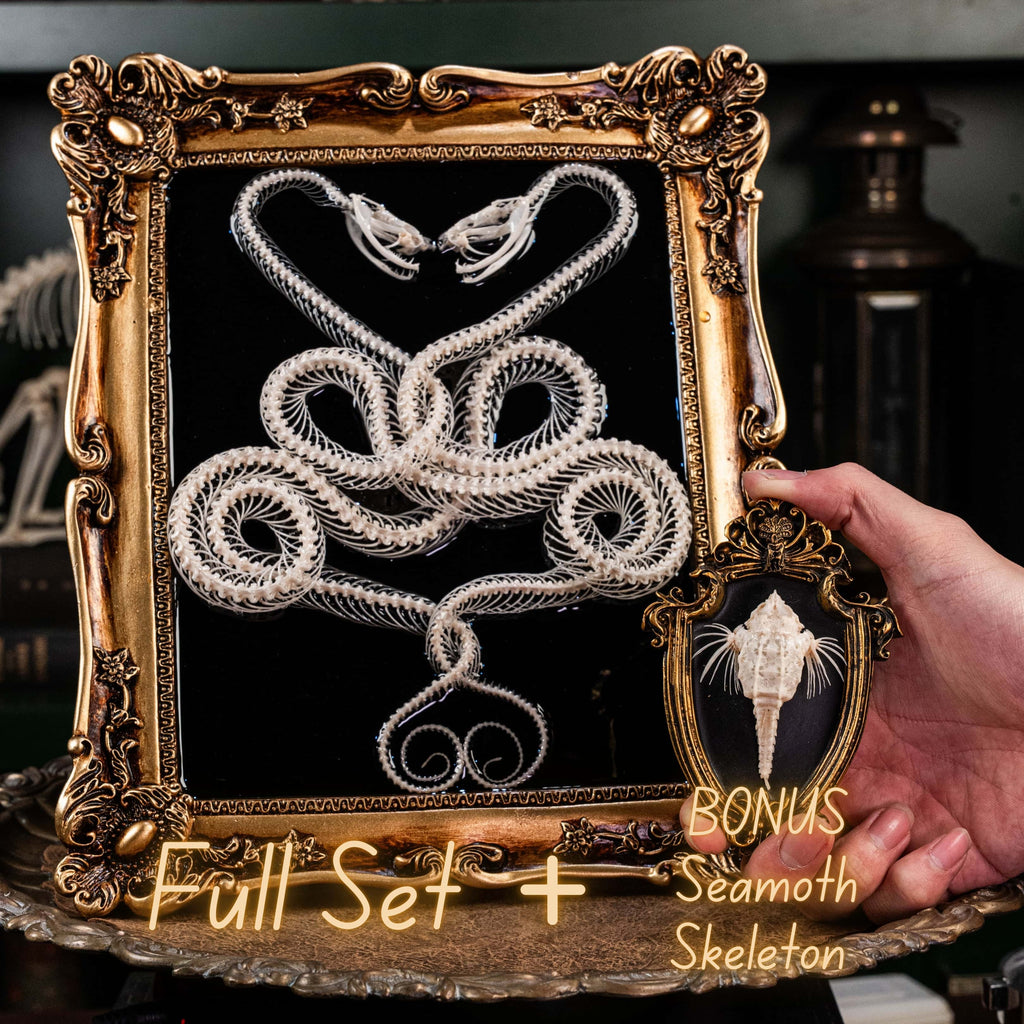 Caduceus wall hanging made of authentic viper bones — real skeleton art for those who love gothic anatomy specimens.