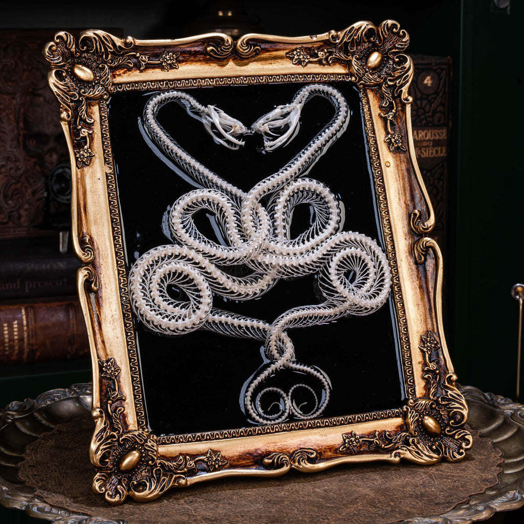 Twin viper snake skeletons in myth-inspired pose — real bone taxidermy art for macabre decoration and gothic aesthetic fans