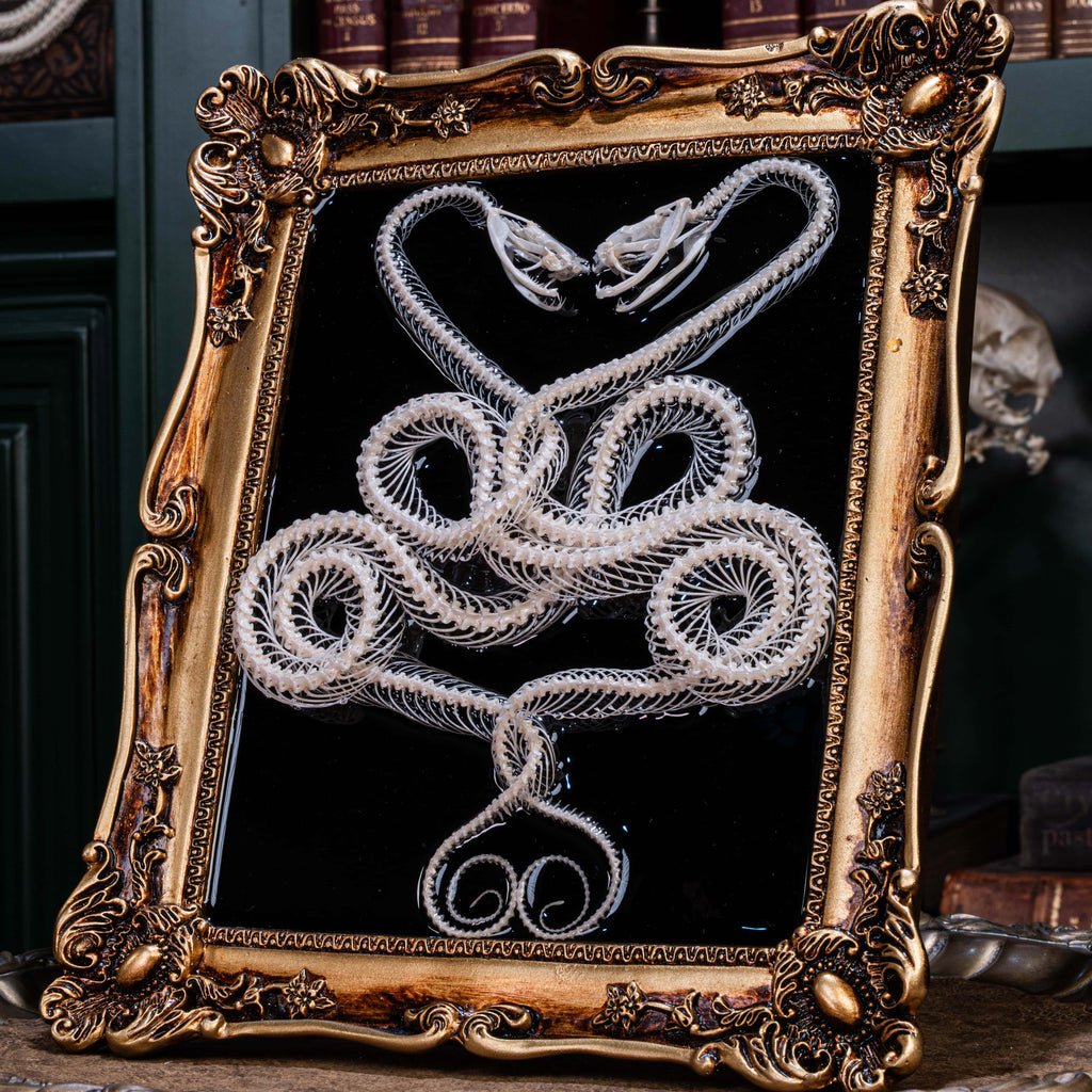 Twin viper snake skeletons in myth-inspired pose — real bone taxidermy art for macabre decoration and gothic aesthetic fans