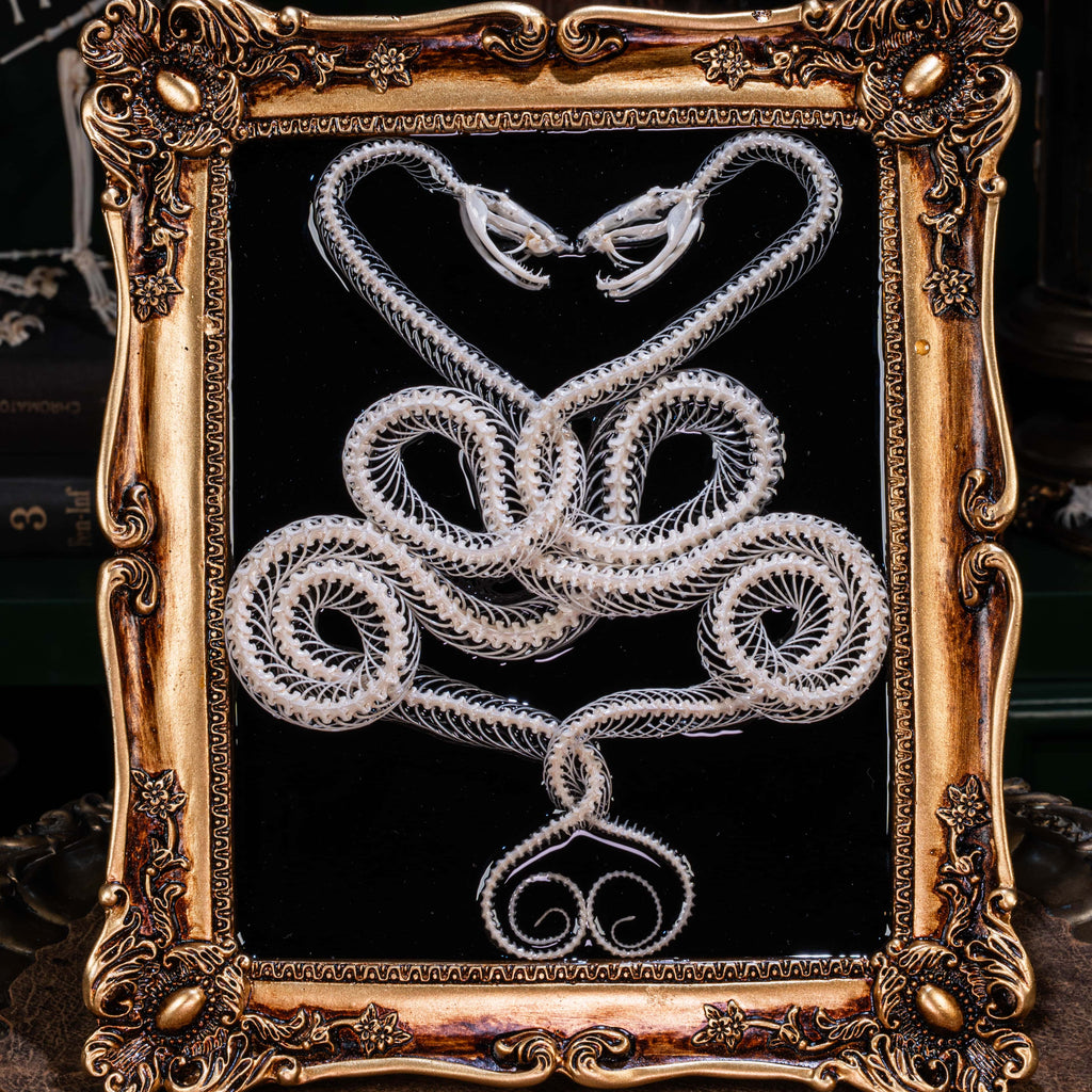 Real snake skeleton taxidermy art with twin vipers coiled in Caduceus shape — gothic home decor and bone collector gift