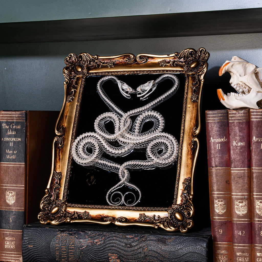 Unique handmade snake bone artwork — real viper skeletons in mystical medical symbol, perfect for dark academia interiors