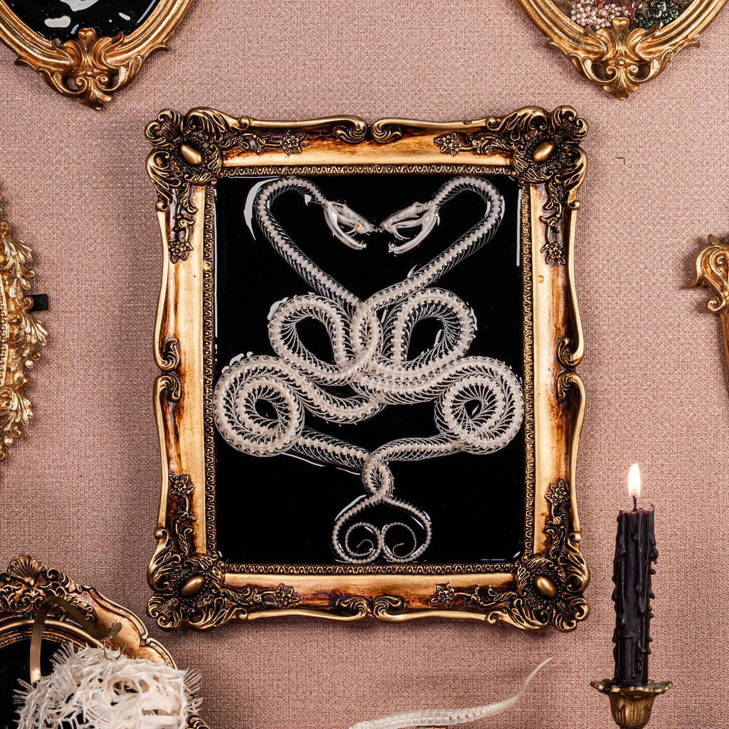 Ethically sourced snake skeletons in gothic-style square frame — eerie wall piece for skull and bone collectors