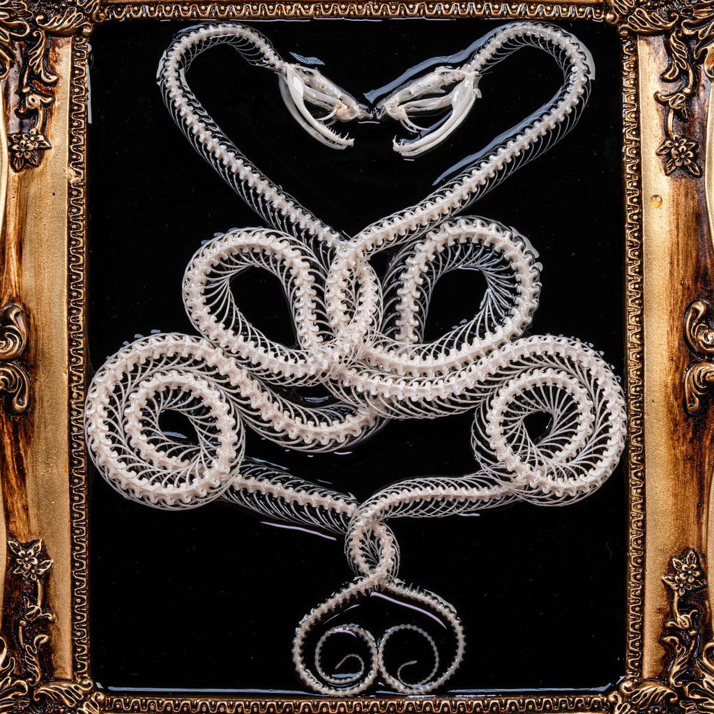 Caduceus symbol crafted from real viper snake skeletons in gothic black frame — dark taxidermy wall art for oddities lovers