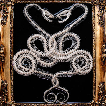 Caduceus symbol crafted from real viper snake skeletons in gothic black frame — dark taxidermy wall art for oddities lovers