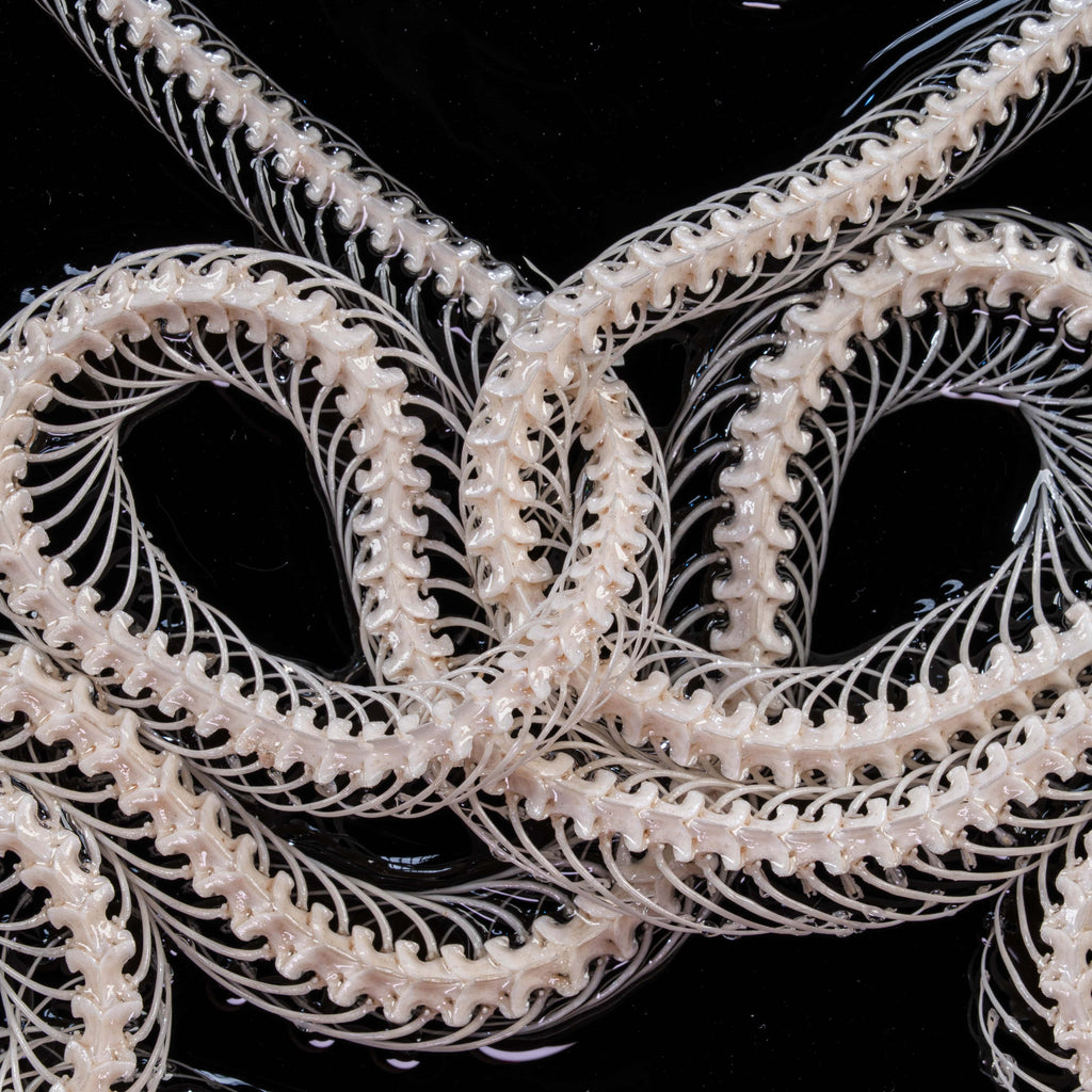 Twin serpent skeletons entwined in mythological form — real animal bones in gothic frame, ideal for witchy wall decor.