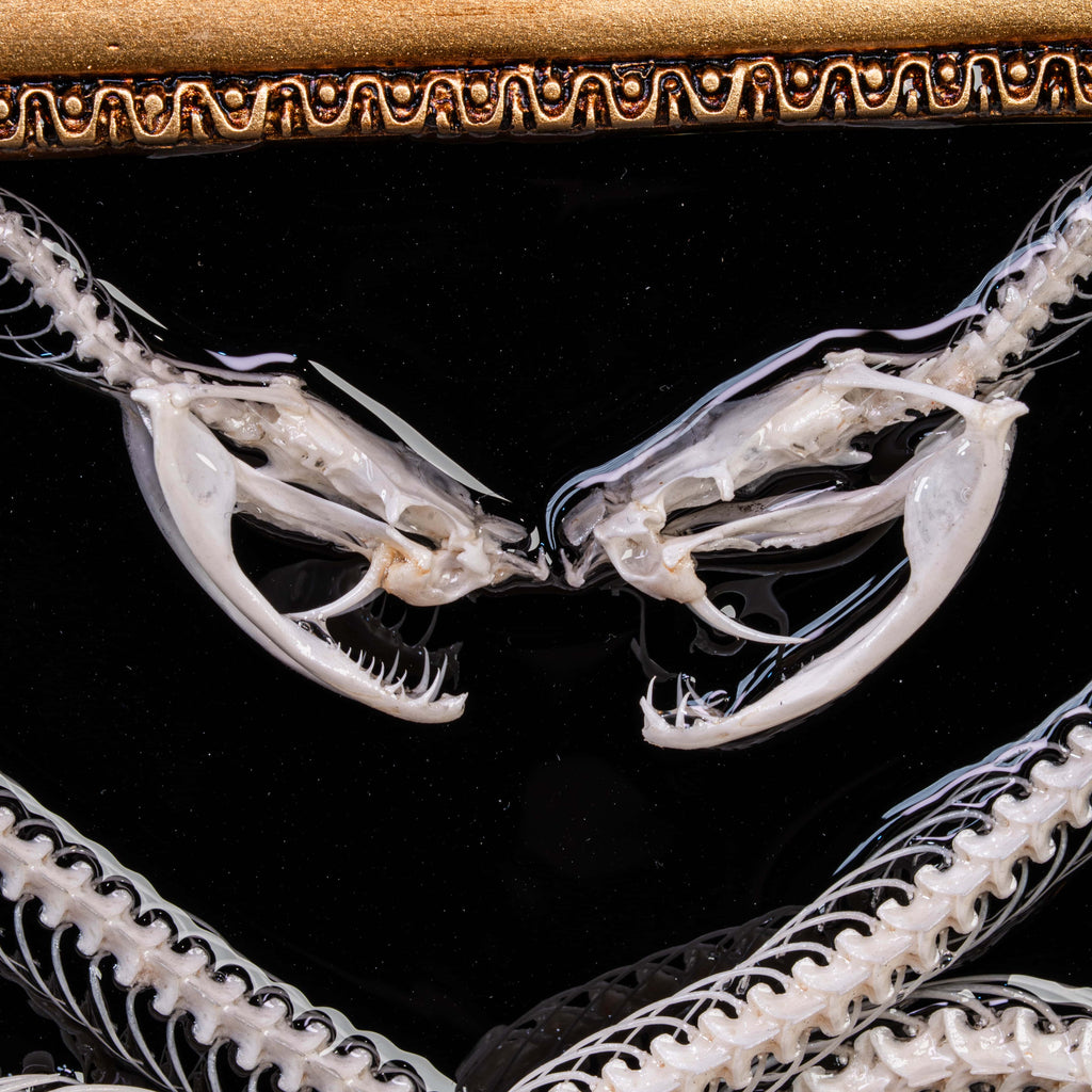 Close-up of real snake skulls with fangs — handcrafted taxidermy art for Halloween gift and reptile enthusiasts