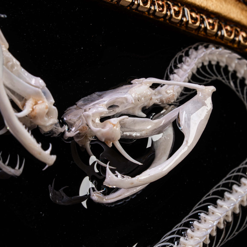 Dark aesthetic bone art — Caduceus snake skeletons arranged symmetrically in gothic frame for museum-style display.