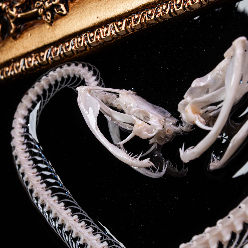 Haunting viper skeleton taxidermy in square gothic frame — perfect centerpiece for oddities, horror, or occult-themed spaces.