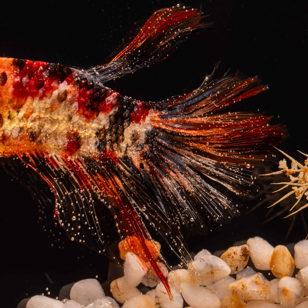 Two real red Betta fish displayed in a clear tank with a glowing wooden LED base, showcasing lifelike preservation and artistic lighting.