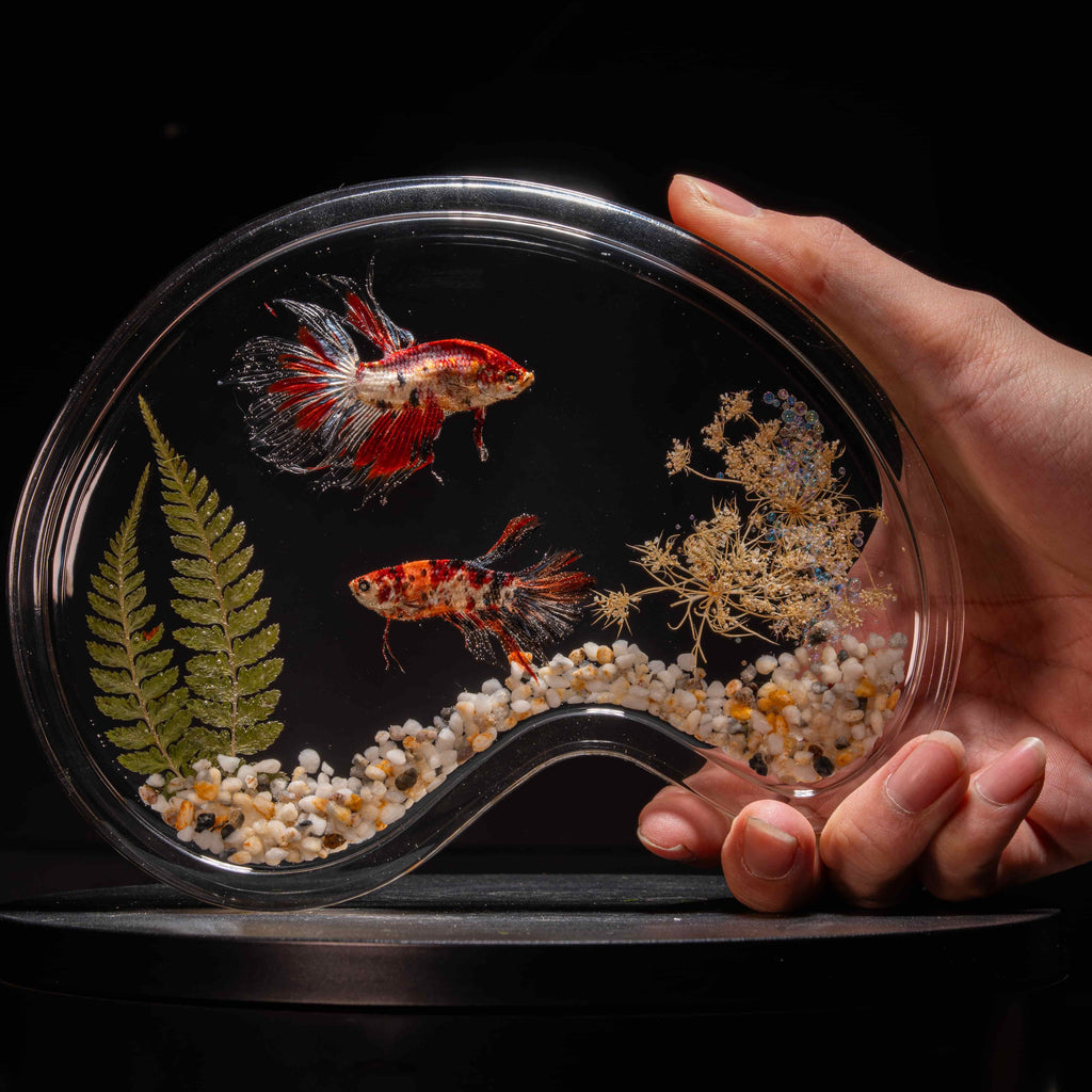 Two real red Betta fish displayed in a clear tank with a glowing wooden LED base, showcasing lifelike preservation and artistic lighting.