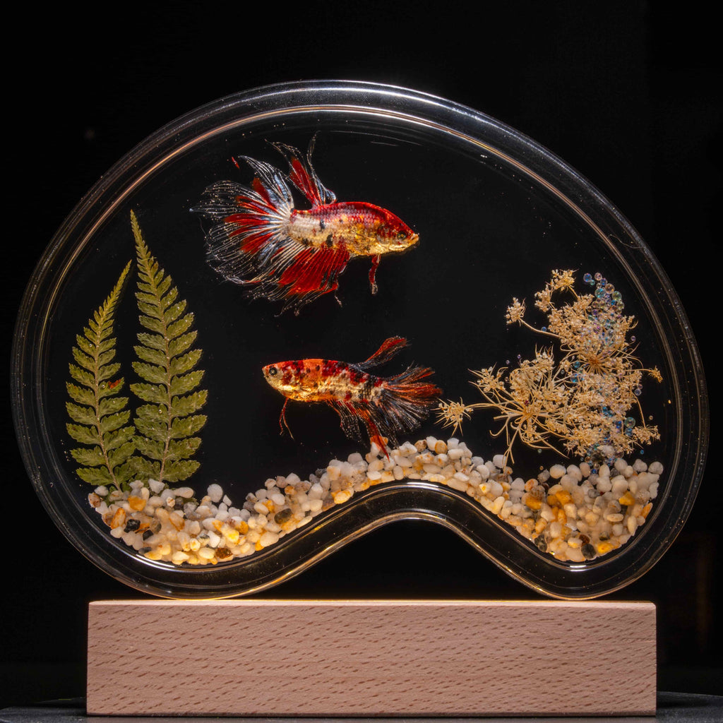 Two real red Betta fish displayed in a clear tank with a glowing wooden LED base, showcasing lifelike preservation and artistic lighting.