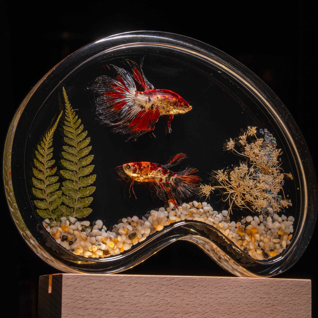Two real red Betta fish displayed in a clear tank with a glowing wooden LED base, showcasing lifelike preservation and artistic lighting.