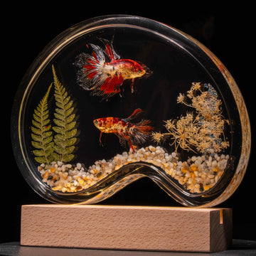 Two real red Betta fish displayed in a clear tank with a glowing wooden LED base, showcasing lifelike preservation and artistic lighting.