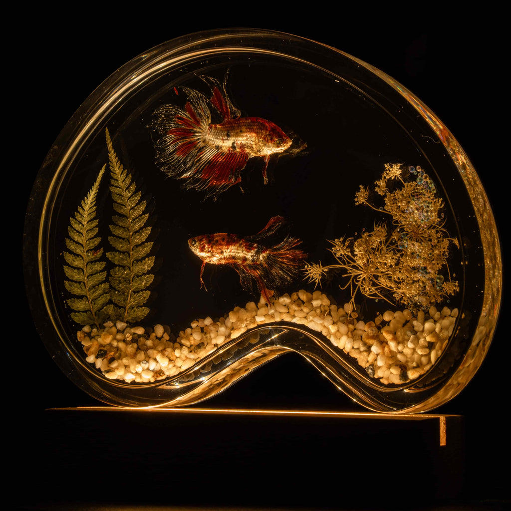 Two real red Betta fish displayed in a clear tank with a glowing wooden LED base, showcasing lifelike preservation and artistic lighting.

