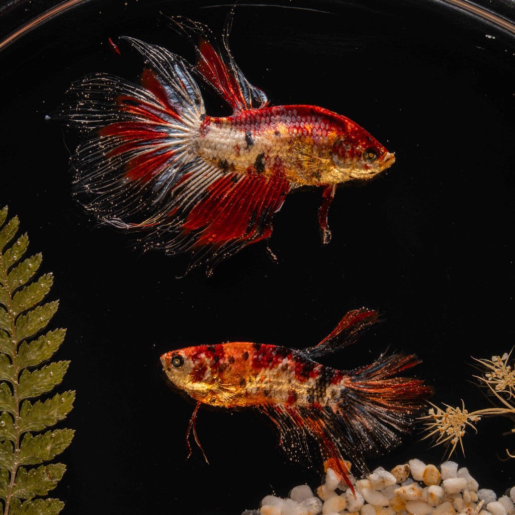 Two real red Betta fish displayed in a clear tank with a glowing wooden LED base, showcasing lifelike preservation and artistic lighting.