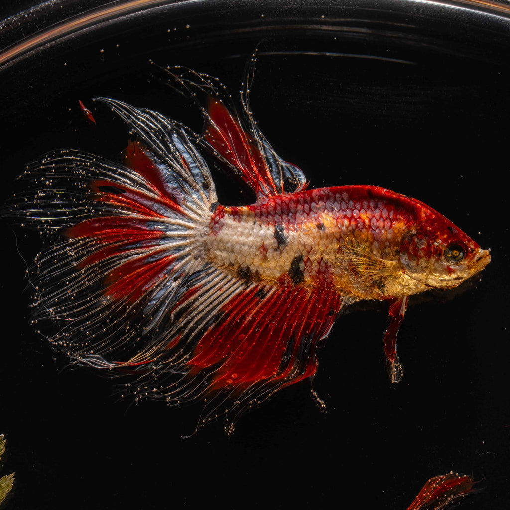 Two real red Betta fish displayed in a clear tank with a glowing wooden LED base, showcasing lifelike preservation and artistic lighting.