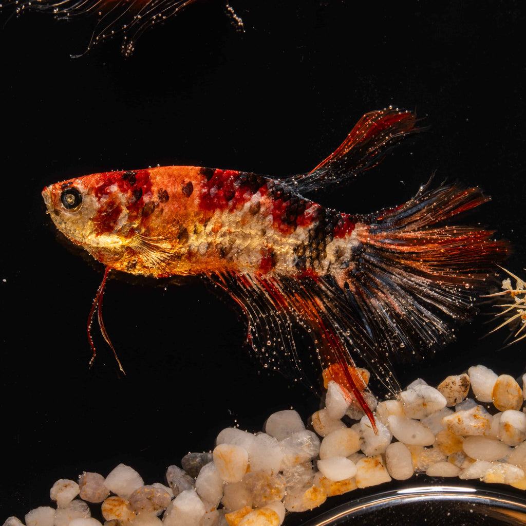 Two real red Betta fish displayed in a clear tank with a glowing wooden LED base, showcasing lifelike preservation and artistic lighting.