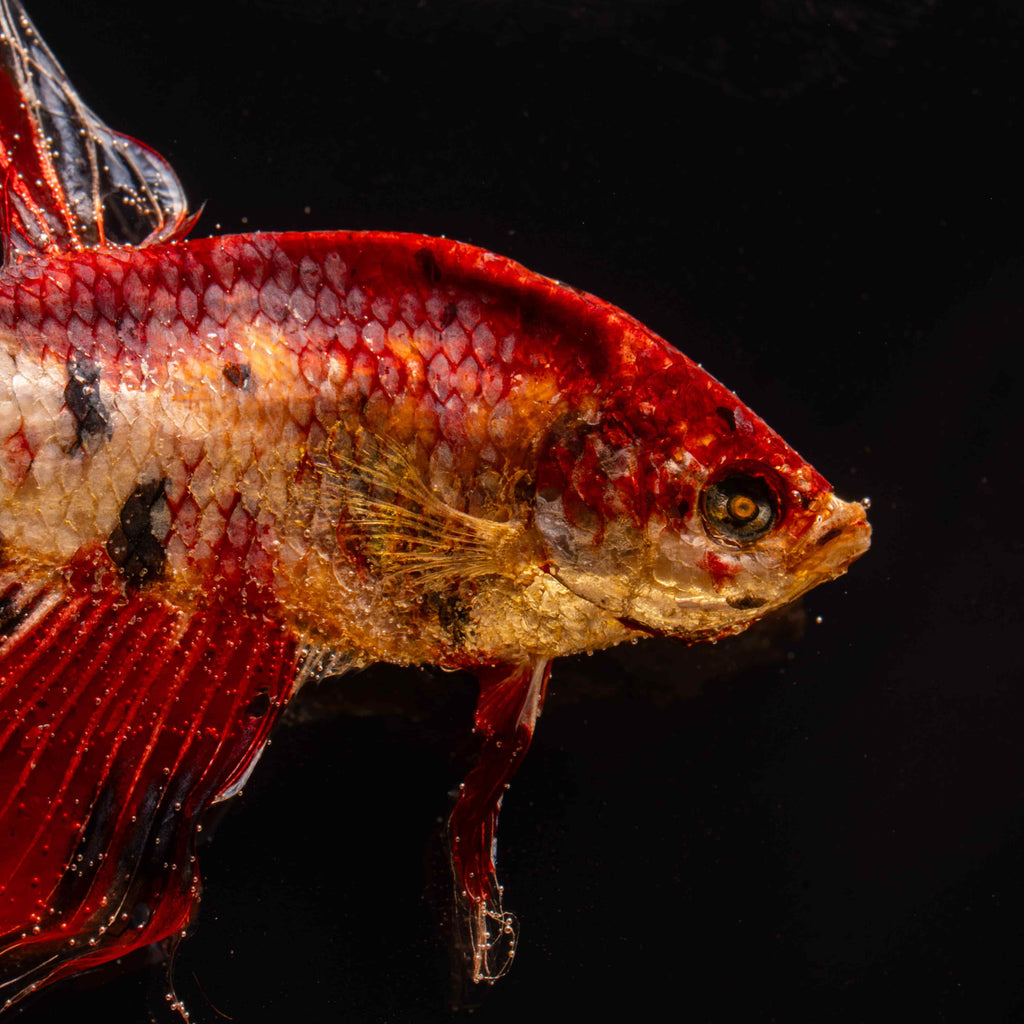 Two real red Betta fish displayed in a clear tank with a glowing wooden LED base, showcasing lifelike preservation and artistic lighting.