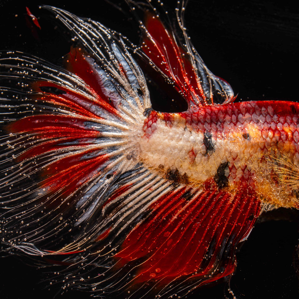 Two real red Betta fish displayed in a clear tank with a glowing wooden LED base, showcasing lifelike preservation and artistic lighting.