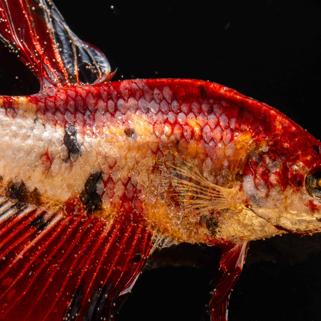 Two real red Betta fish displayed in a clear tank with a glowing wooden LED base, showcasing lifelike preservation and artistic lighting.