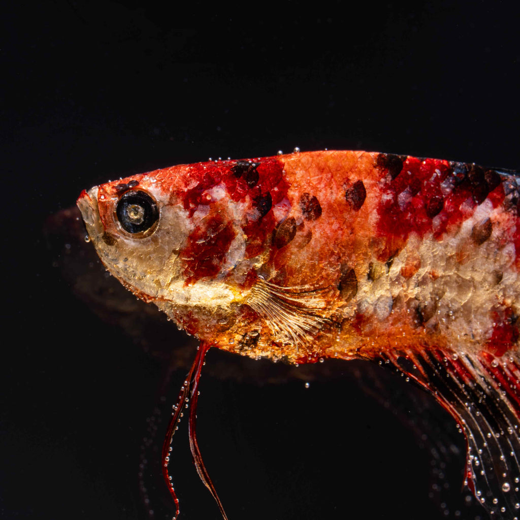 Two real red Betta fish displayed in a clear tank with a glowing wooden LED base, showcasing lifelike preservation and artistic lighting.