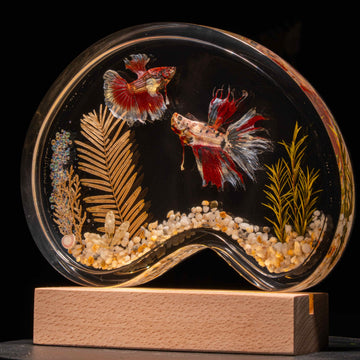 Twin red Betta fish taxidermy featuring two real preserved Betta splendens with flowing fins, displayed for gothic and aquatic decor lovers