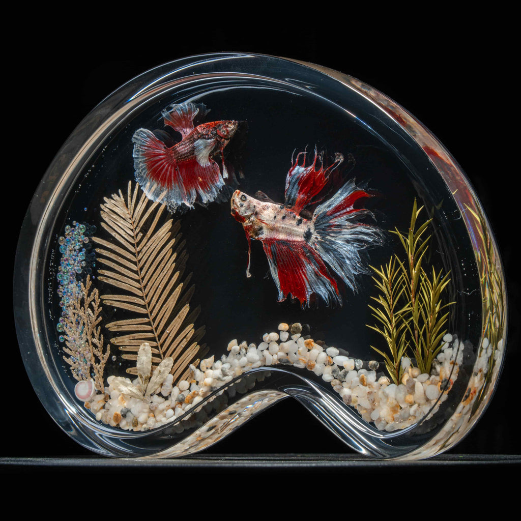 Twin red Betta fish taxidermy featuring two real preserved Betta splendens with flowing fins, displayed for gothic and aquatic decor lovers