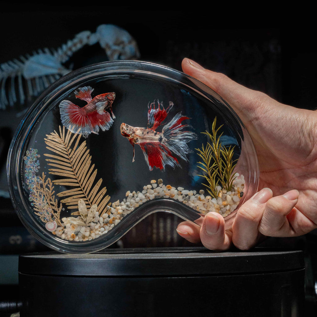 Twin red Betta fish taxidermy featuring two real preserved Betta splendens with flowing fins, displayed for gothic and aquatic decor lovers