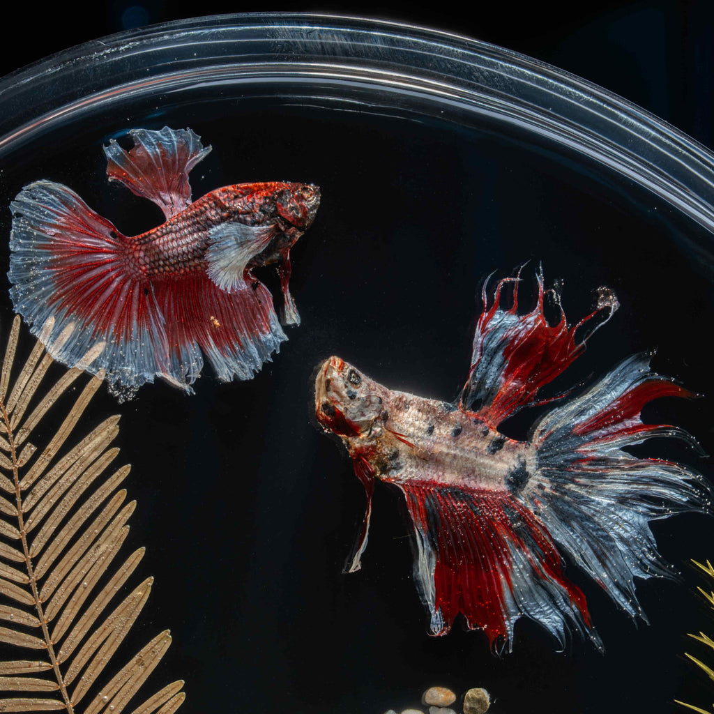 Twin red Betta fish taxidermy featuring two real preserved Betta splendens with flowing fins, displayed for gothic and aquatic decor lovers